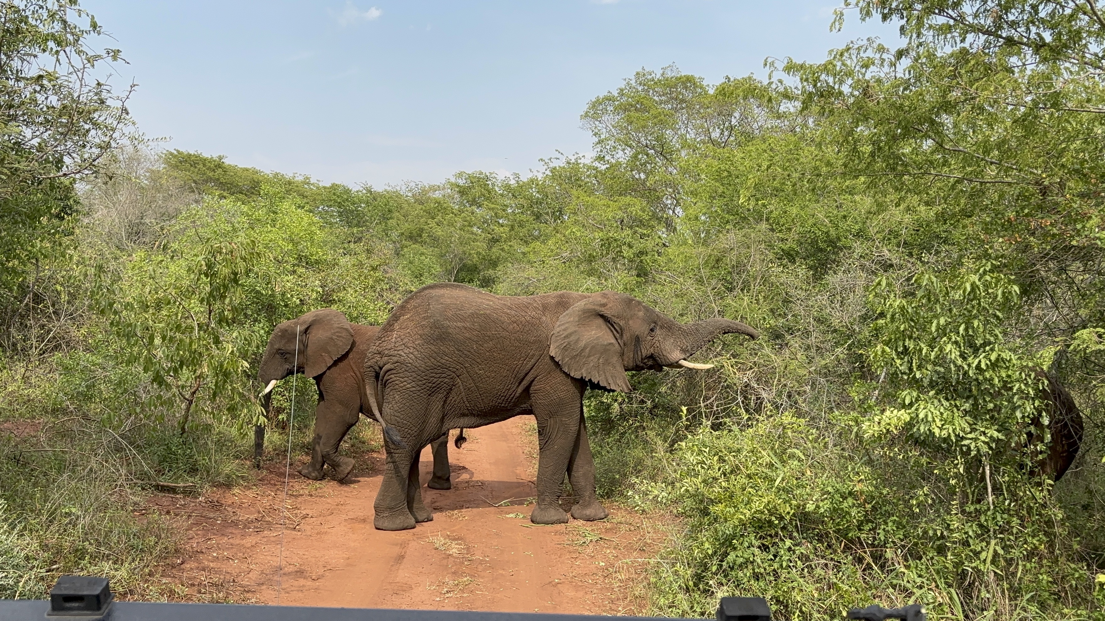 Akagera National Park Day Trip from Kigali: Your Complete 2026 Guide