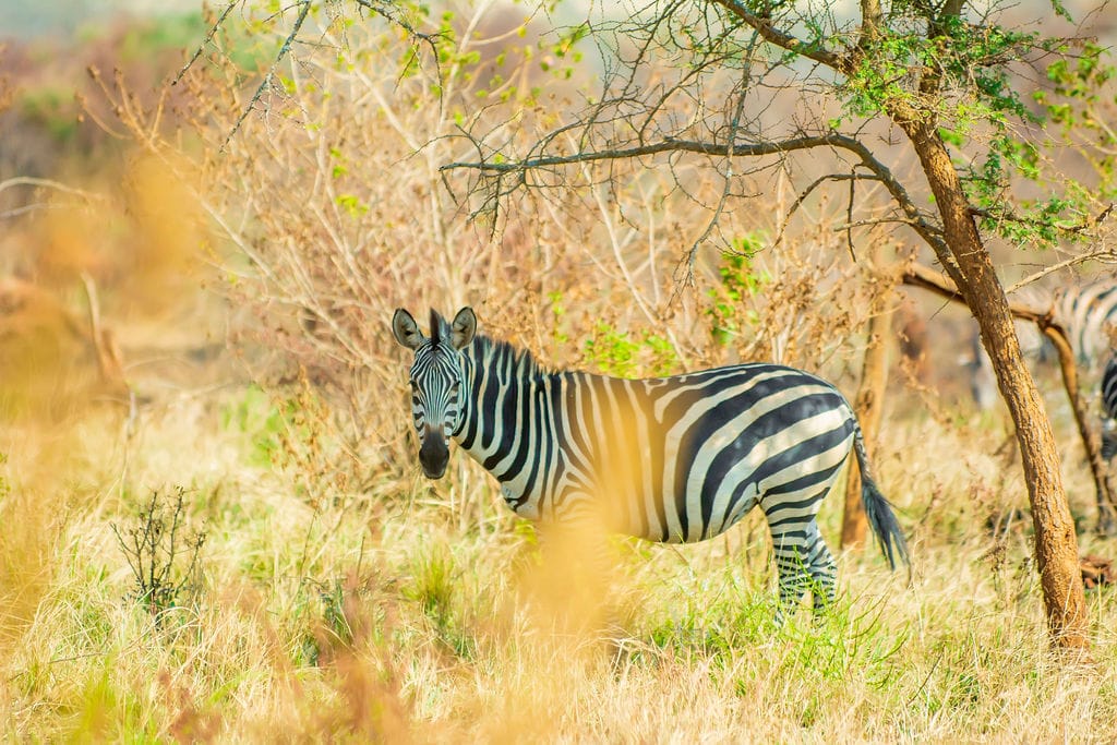 Akagera National Park Day Trip from Kigali: Your Complete 2026 Guide