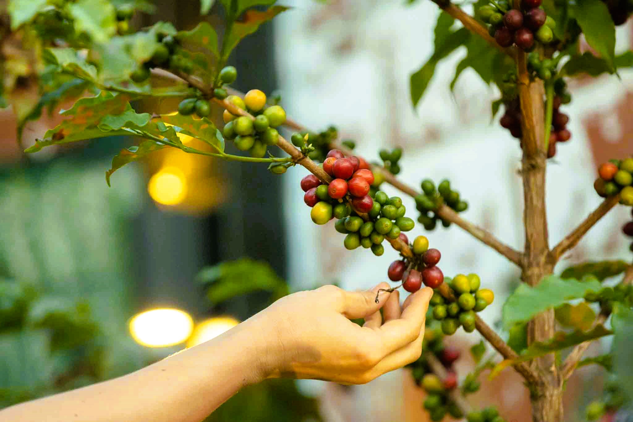 Best Cafés in Kigali