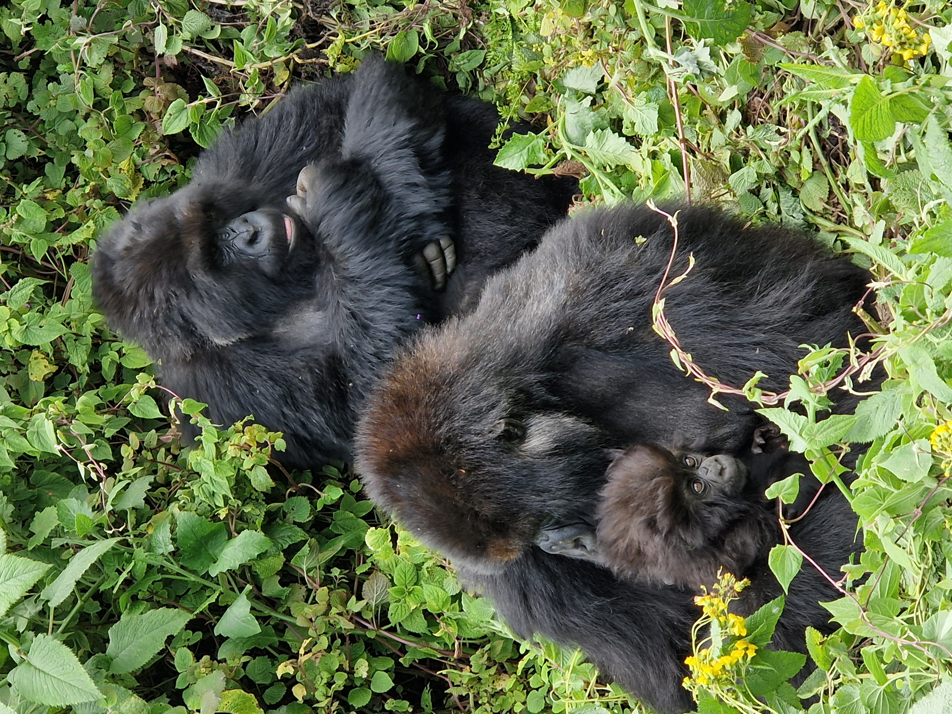 How to Travel Responsibly in Rwanda: A Local's Guide to Doing It Right