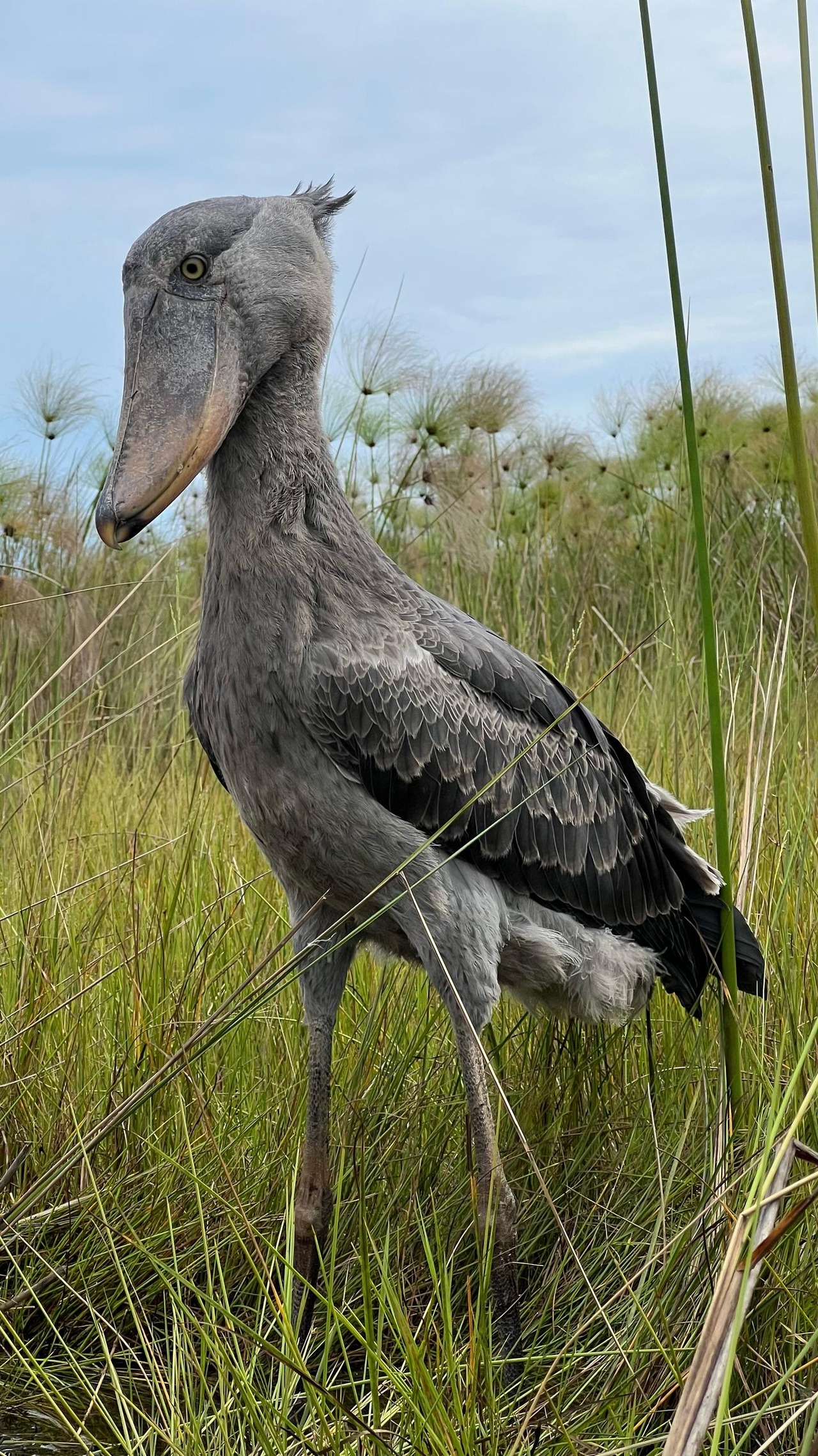 Shoebill bird watching