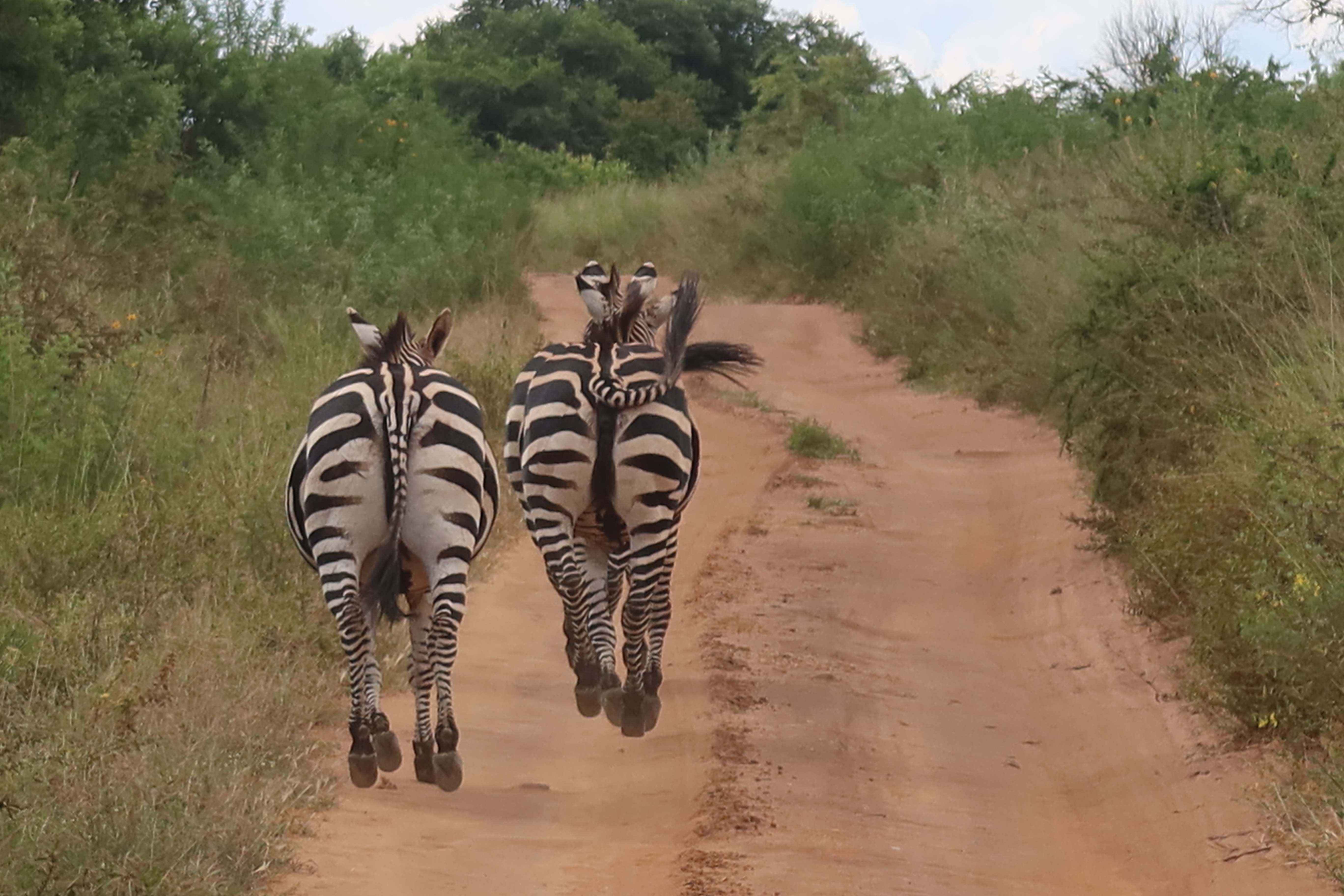 Akagera National Park Day Trip from Kigali: Your Complete 2026 Guide