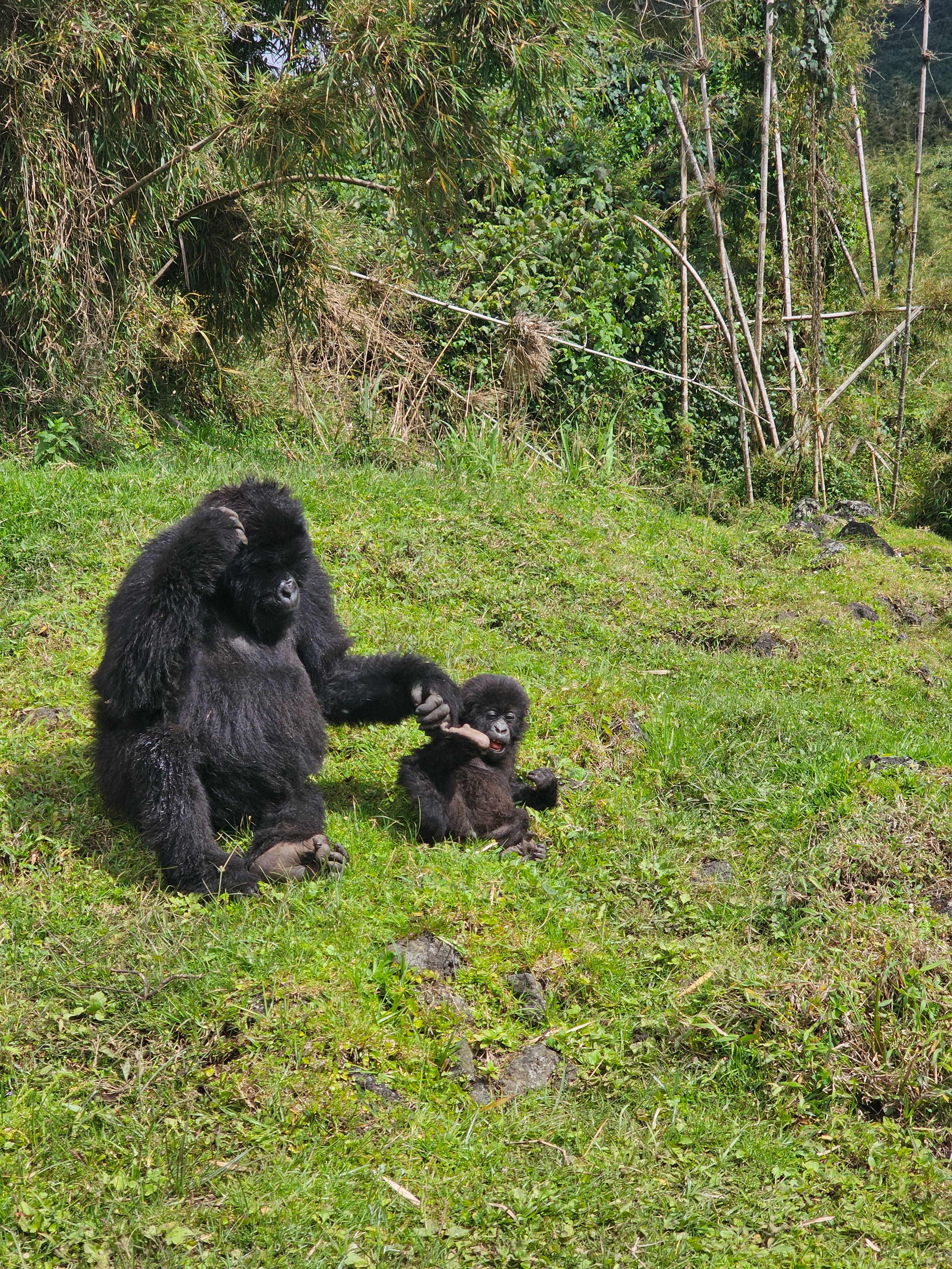 Gorilla Trekking in Rwanda