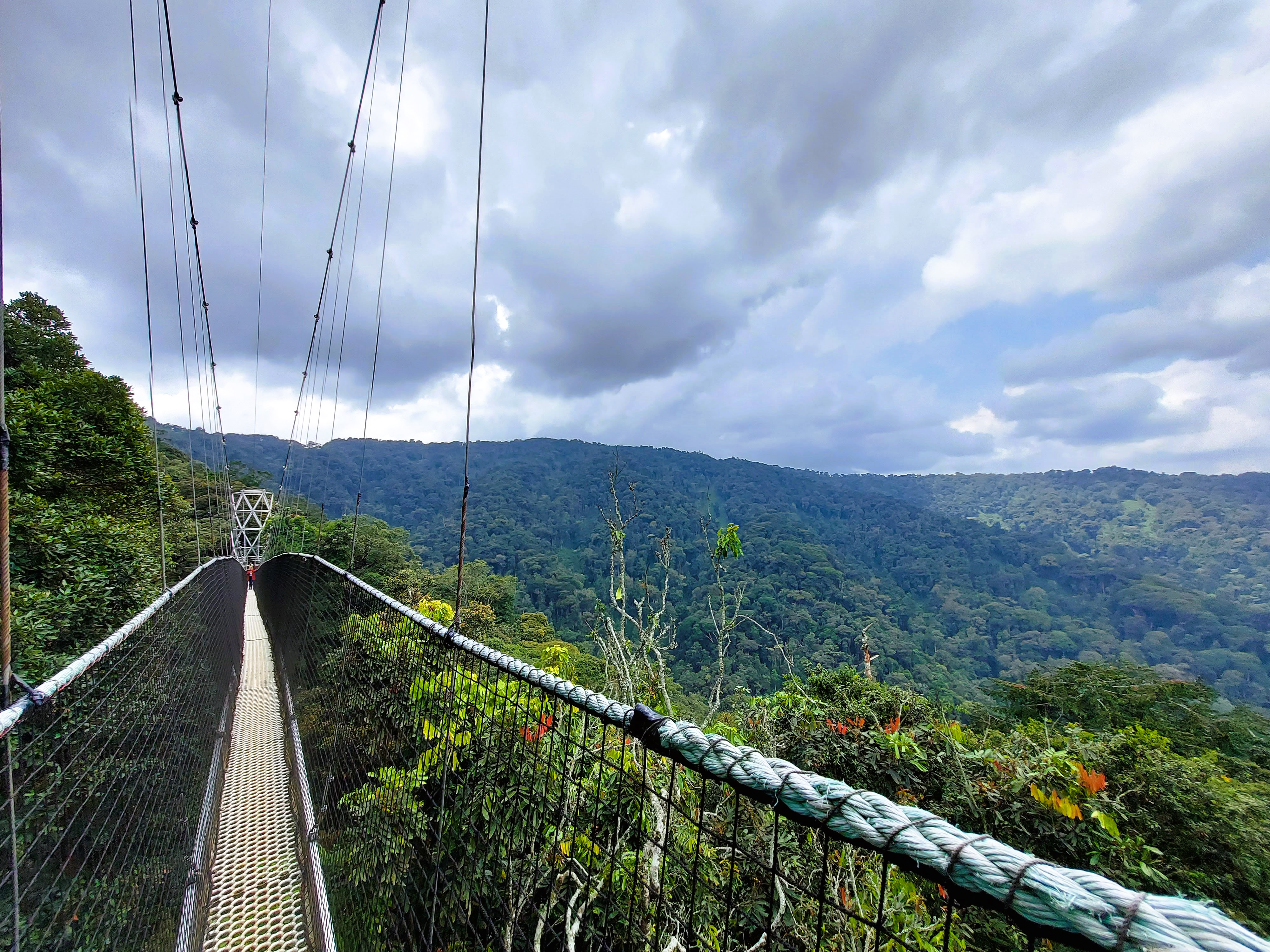 Nyungwe Forest National Park